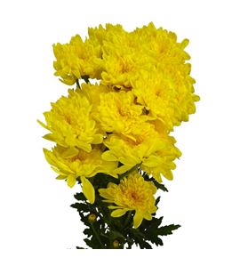 Marg col bonita sunny - MCBONSUN