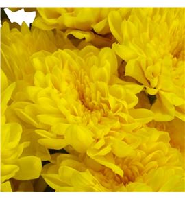 Marg col bonita sunny - MCBONSUN Marg col bonita sunny - MCBONSUN