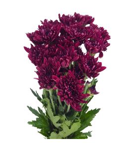 Marg col pascua red - MCPASRED