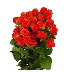 Rs ramificada earth & fire 60 - RTREARFIR