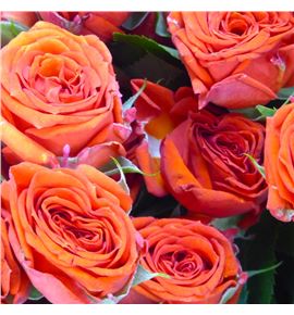 Rs ramificada earth & fire 60 - RTREARFIR