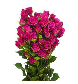 Rs ramificada glorious 70 - RTRGLO