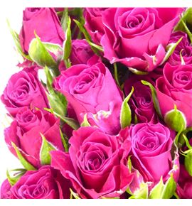 Rs ramificada glorious 70 - RTRGLO