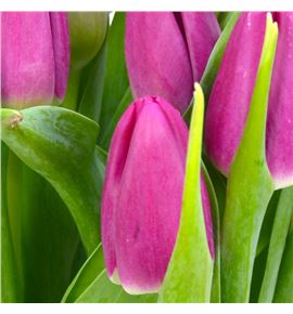 Tulipan asian love 37 - TULASILOV