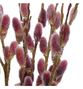 Salix snowflake pink cushion 70 - SALSNOPINCUS