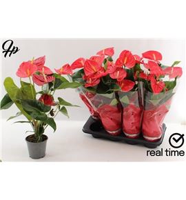 Pl. anthurium casparo x8 45cm - ANTCAS81445