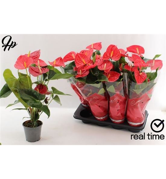 Pl. anthurium casparo x8 45cm - ANTCAS81445