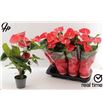 Pl. anthurium casparo x8 45cm - ANTCAS81445