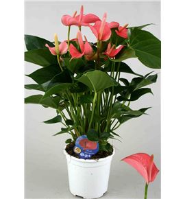 Pl. anthurium pink champion x8 45cm - ANTPINCHA81445