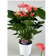Pl. anthurium pink champion x8 45cm - ANTPINCHA81445