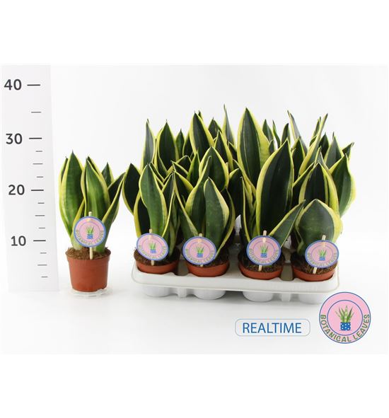 Pl. sanseveria black gold 30cm x12 - SANBLAGOL10930