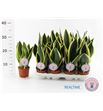 Pl. sanseveria black gold 30cm x12 - SANBLAGOL10930
