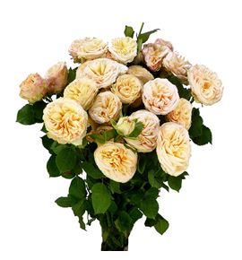 Rs ramificada holly 80 - RTRHOL