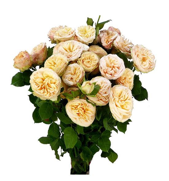 Rs ramificada holly 80 - RTRHOL