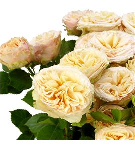 Rs ramificada holly 80 - RTRHOL