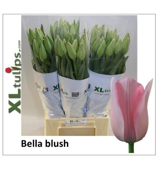 Tulipan bella blush 55 - TULBELBLUXL