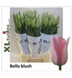 Tulipan bella blush 55 - TULBELBLUXL