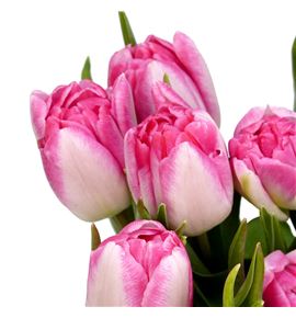 Tulipan foxtrot 30 - TULFOX