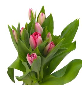 Tulipan bella blush 36 - TULBELBLU