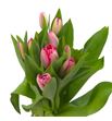 Tulipan bella blush 36 - TULBELBLU