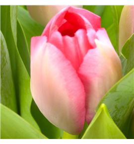 Tulipan bella blush 36 - TULBELBLU