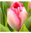 Tulipan bella blush 36 - TULBELBLU1