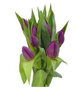 Tulipan duet 38 - TULDUE