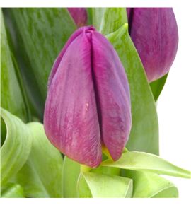 Tulipan duet 38 - TULDUE