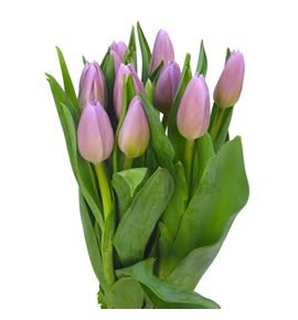 Tulipan dutch lane 42 - TULDUTLAN