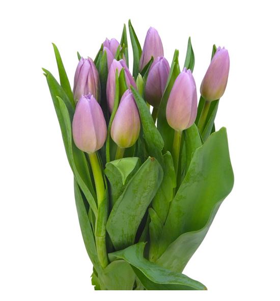 Tulipan dutch lane 42 - TULDUTLAN