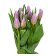 Tulipan dutch lane 42 - TULDUTLAN