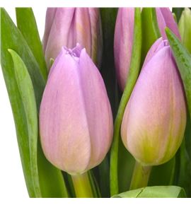 Tulipan dutch lane 42 - TULDUTLAN