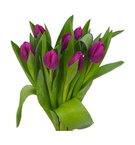 Tulipan freder ruijsch 38 - TULFRERUI