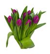 Tulipan freder ruijsch 38 - TULFRERUI