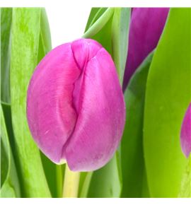 Tulipan freder ruijsch 38 - TULFRERUI