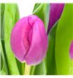 Tulipan freder ruijsch 38 - TULFRERUI1