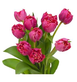 Tulipan la mour 40 - TULLAMOU