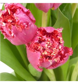 Tulipan la mour 40 - TULLAMOU