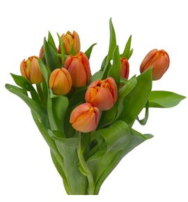 Tulipan lorenzo 36 - TULLOR