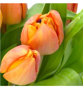 Tulipan lorenzo 36 - TULLOR