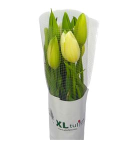 Tulipan maureen 65 - TULMAUXL