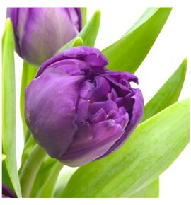 Tulipan python 42 - TULPYT