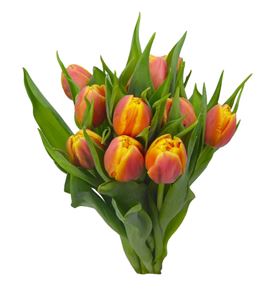 Tulipan rolex 35 - TULROL