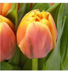 Tulipan rolex 35 - TULROL