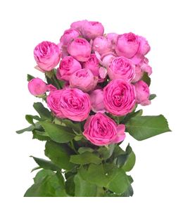 Rs ramificada giselle 60 - RTRGIS