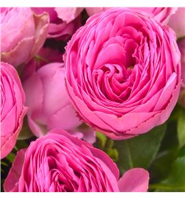 Rs ramificada giselle 60 - RTRGIS