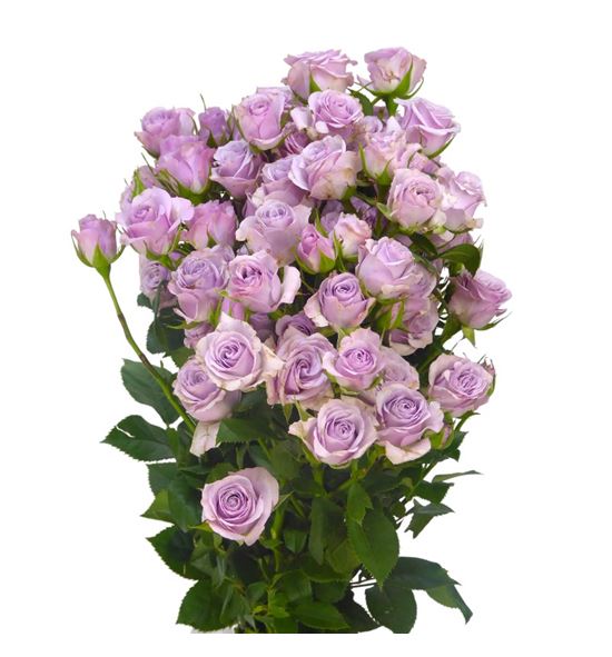 Rs ramificada lavander queen 60 - RTRLAVQUE