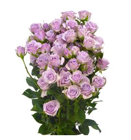Rs ramificada lavander queen 70 - RTRLAVQUE