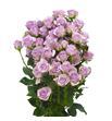 Rs ramificada lavander queen 70 - RTRLAVQUE