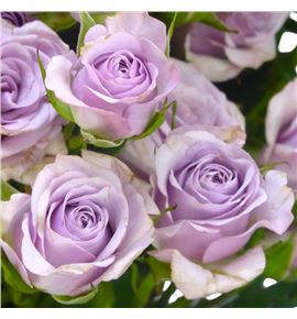 Rs ramificada lavander queen 70 - RTRLAVQUE